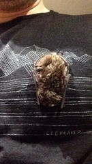 Barbastella barbastellus