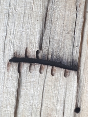 Trypodendron