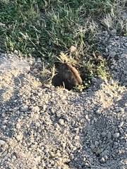 Thomomys bulbivorus