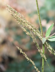 Muhlenbergia andina