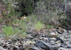 Muhlenbergia andina