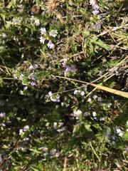 Euphrasia maximowiczii