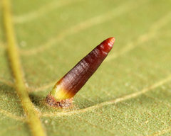 Caryomyia subulata