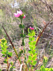Boronia serrulata