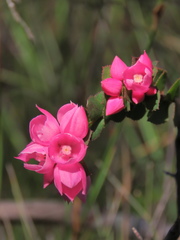 Boronia serrulata