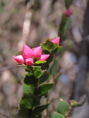 Boronia serrulata