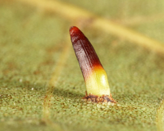 Caryomyia subulata