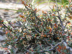 Micrantheum ericoides