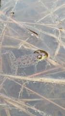 Lithobates septentrionalis