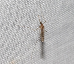 Anopheles freeborni