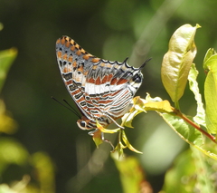 Charaxes saturnus saturnus