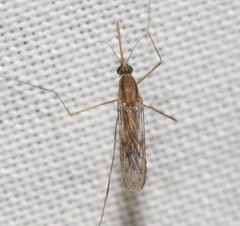 Anopheles freeborni