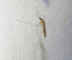 Anopheles freeborni