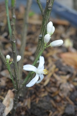 Citrus × microcarpa