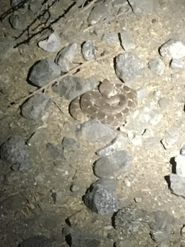 iNaturalist observation photo of Red Diamond Rattlesnake