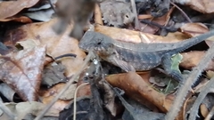 Sceloporus squamosus