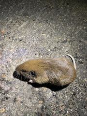 Thomomys monticola