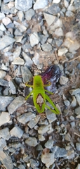 Cnemidophyllum