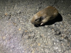 Thomomys monticola
