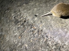 Thomomys monticola