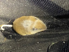 Thomomys monticola