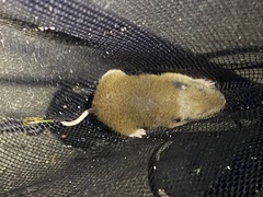 Thomomys monticola