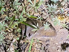 Thomomys monticola