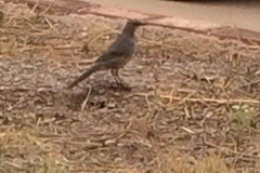 Toxostoma curvirostre