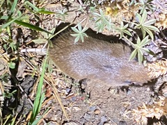 Thomomys monticola