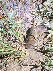 Thomomys monticola