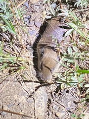 Thomomys monticola