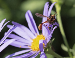 Physocephala texana