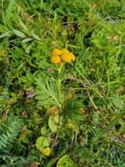Tanacetum vulgare boreale