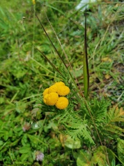 Tanacetum vulgare boreale