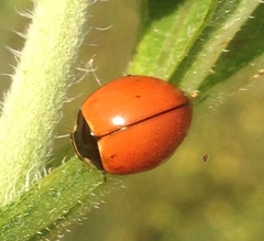 Coccinella novemnotata