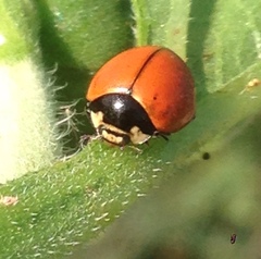 Coccinella novemnotata