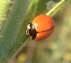 Coccinella novemnotata