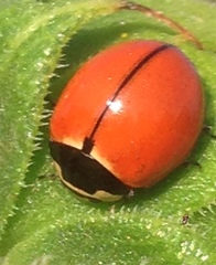 Coccinella novemnotata