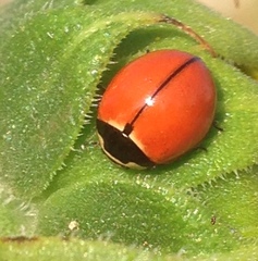 Coccinella novemnotata