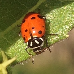 Hippodamia convergens