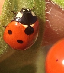 Coccinella septempunctata