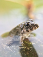 Fejervarya kawamurai