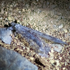 Acanthaclisini