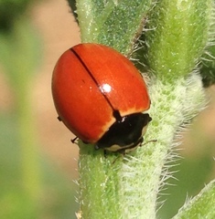 Coccinella novemnotata