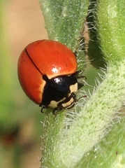 Coccinella novemnotata