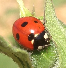 Coccinella septempunctata