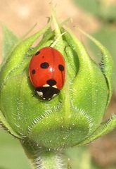 Coccinella septempunctata