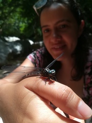 Phyllogomphoides suasus