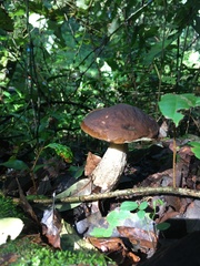 Leccinellum rugosiceps