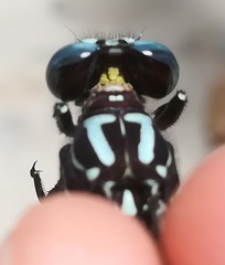 Phyllogomphoides suasus